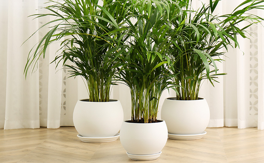 BLOG_001_Beleza_Plantas_03