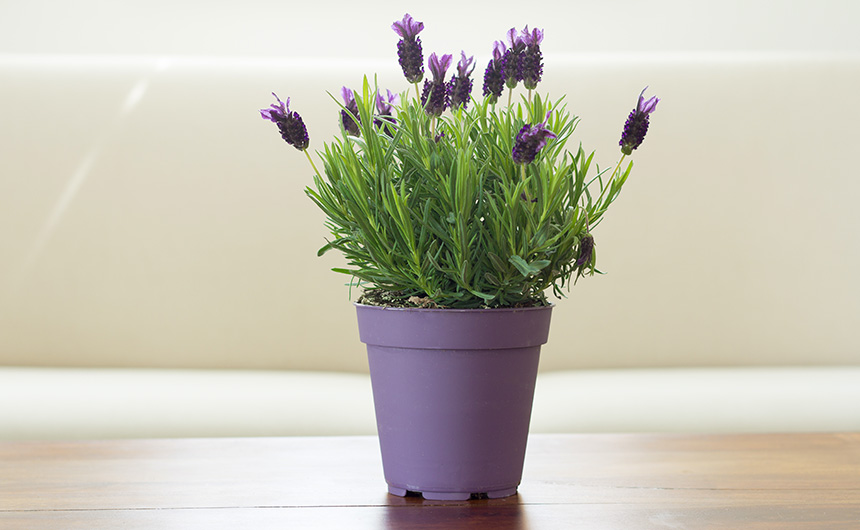 BLOG_001_Beleza_Plantas_04