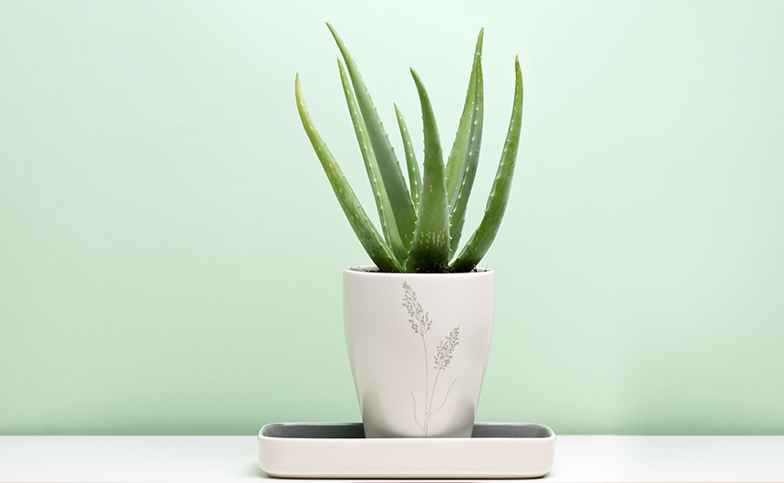 BLOG_001_Beleza_Plantas_05