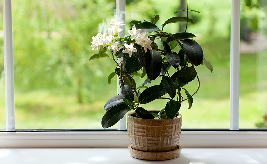 BLOG_001_Beleza_Plantas_06